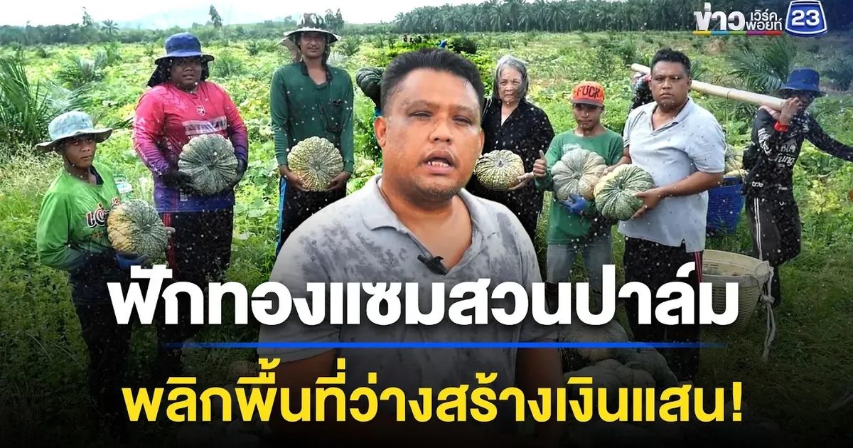 ฟักทองแซมสวนปาล์ม พลิกพื้นที่ว่างสร้างเงินแสน