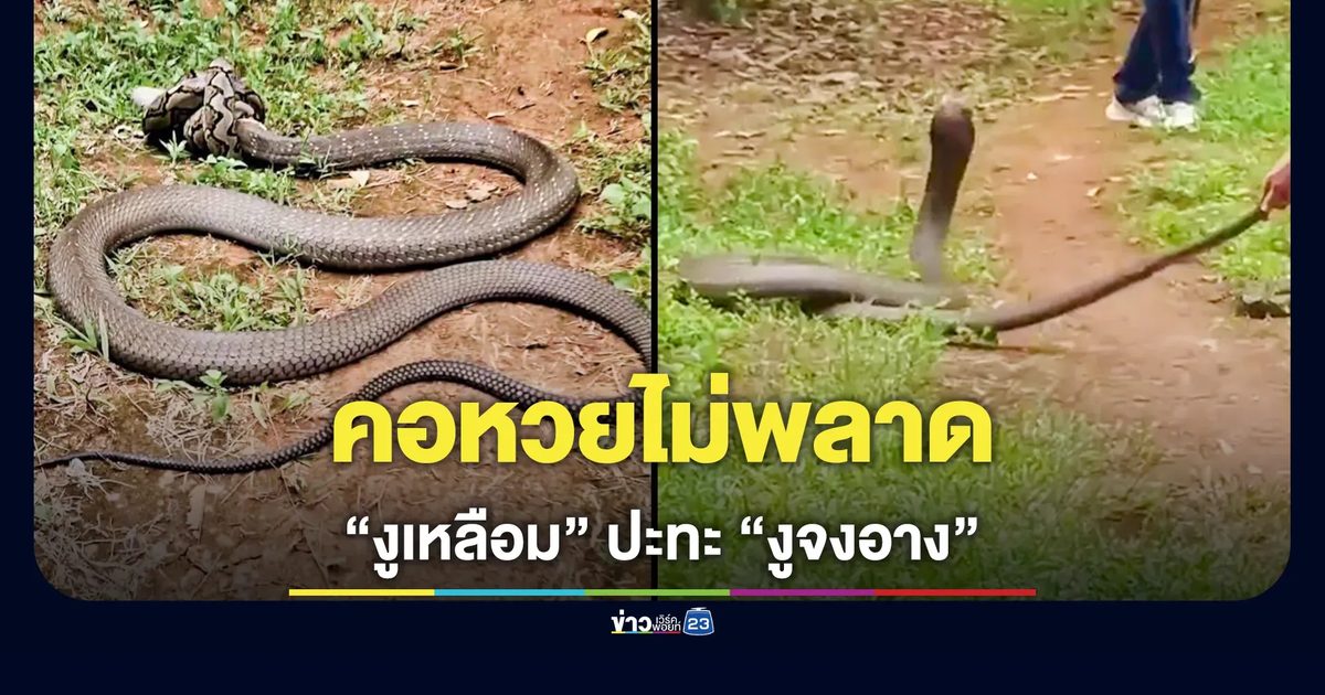 ตีเลขเด็ด ศึกงูเหลือมปะทะงูจงอาง เปิดศึกหลังคอกเป็ด
