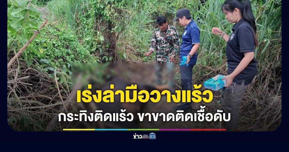 กระทิงป่าแก่งกระจานติดแร้ว ขาขาดติดเชื้อตาย