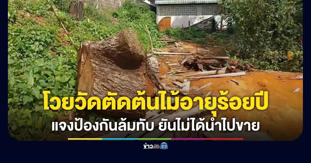ชาวบ้านโวยวัดดังเมืองกระบี่ตัดต้นไม้อายุร้อยปี