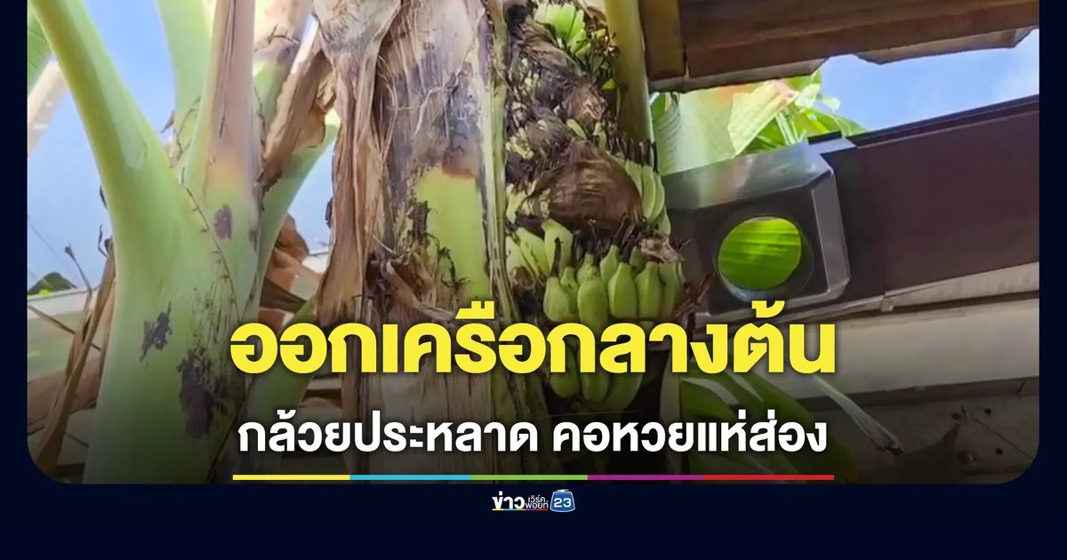 กล้วยออกเครือกลางต้น เจ้าของบ้านเชื่อให้โชค