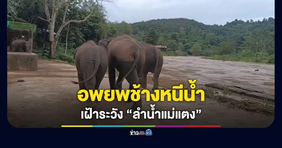 บ้านช้างตระกูลแสนย้ายช้างหนีน้ำ เฝ้าระวังน้ำ “แม่แตง”