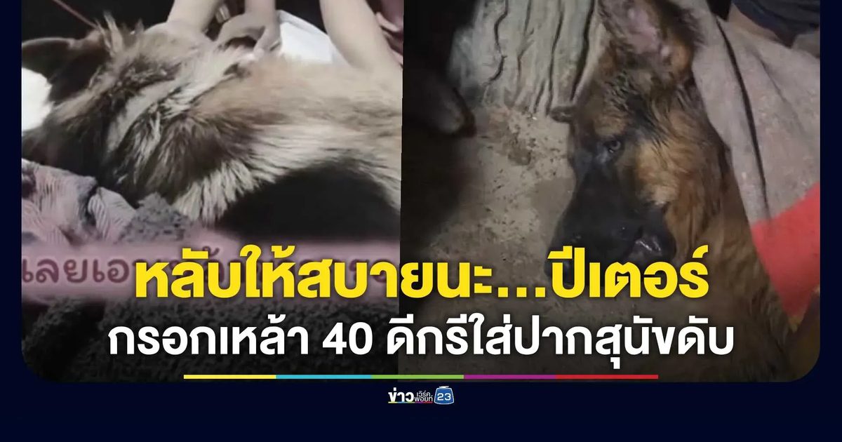 หลับให้สบายนะ…ปีเตอร์! เพื่อนบ้านกรอกเหล้า 40 ดีกรีใส่ปากสุนัขดับ