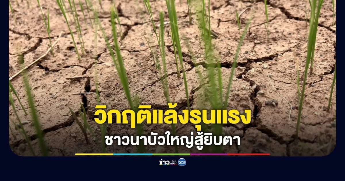 วิกฤติแล้งลุกลามหนัก ชาวนาบัวใหญ่ยังสู้ยิบตา