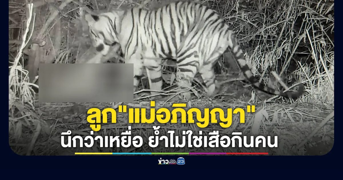 อุทยานฯ ยืนยันเสือตะปบ จนท.ดับ เป็นลูกของ"แม่อภิญญา"