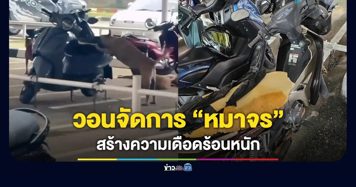 ชาวบ้านร้องเจอแก๊งหมาจรทำลายทรัพย์สิน ร้องหน่วยงานที่ดูแลจัดการด่วน