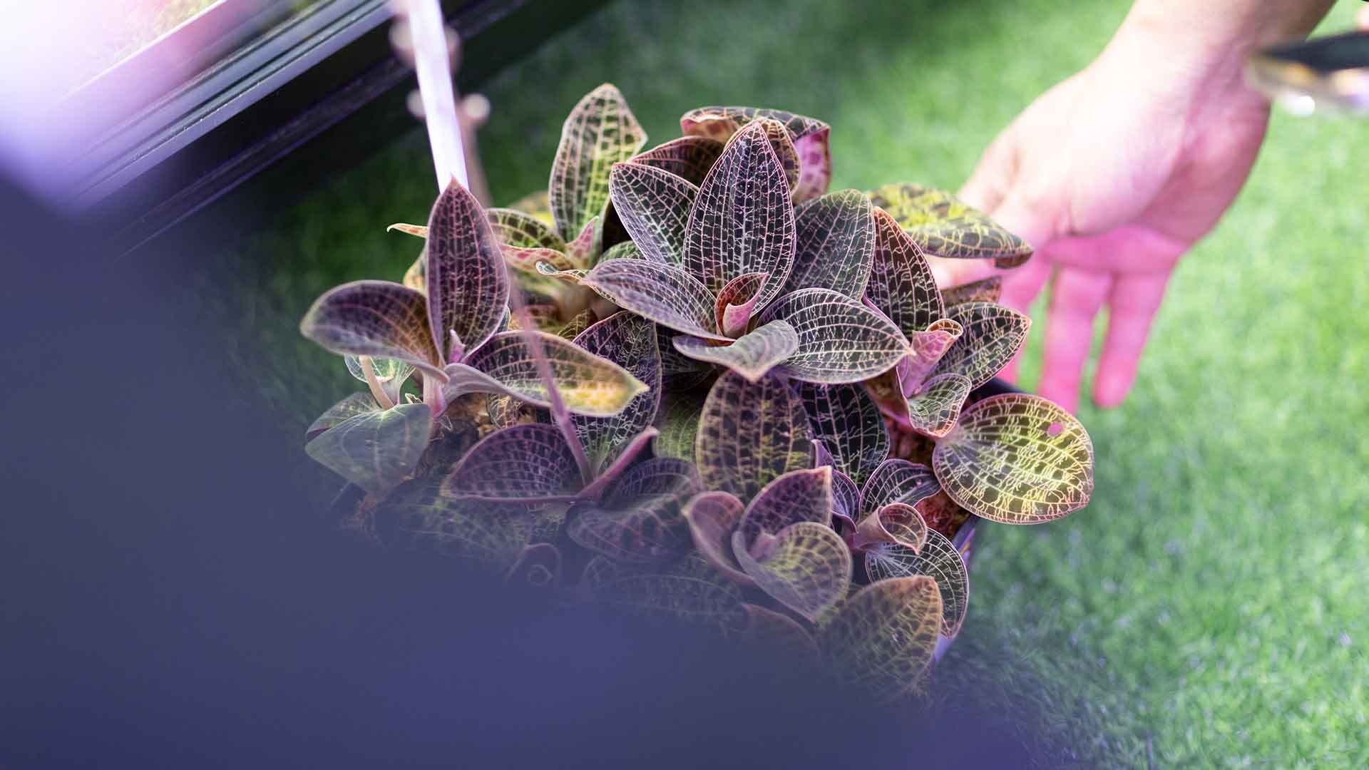 Bangkok International Exotic Plants Show & Sale ชูเทรนด์ “Terrarium” สินทรัพย์สีเขียว