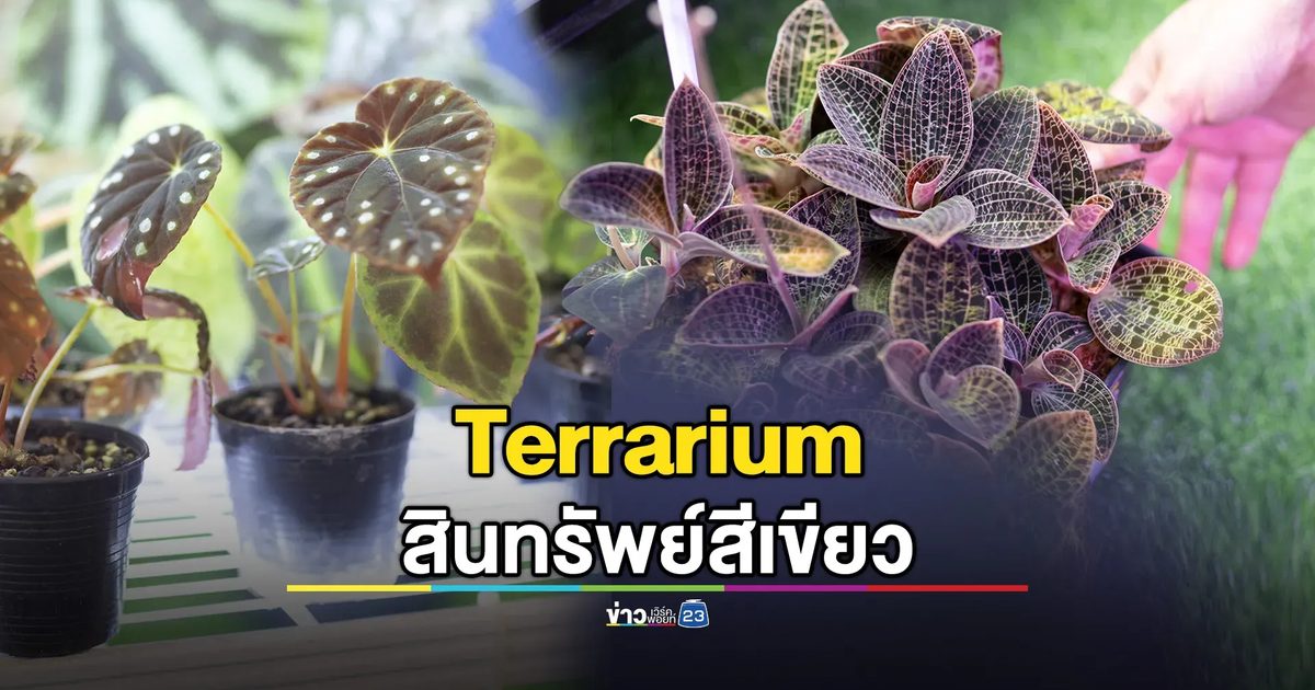 Bangkok International Exotic Plants Show & Sale ชูเทรนด์ “Terrarium” สินทรัพย์สีเขียว
