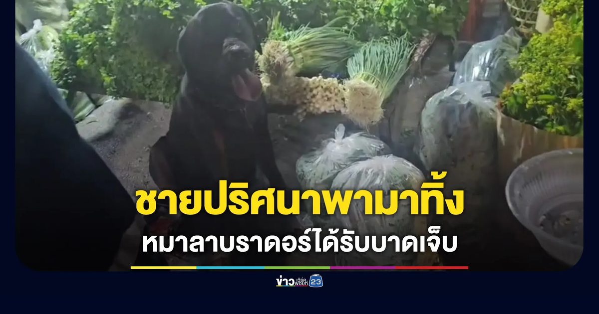 สลดใจ ชายปริศนาทิ้งหมาลาบราดอร์ได้รับบาดเจ็บ