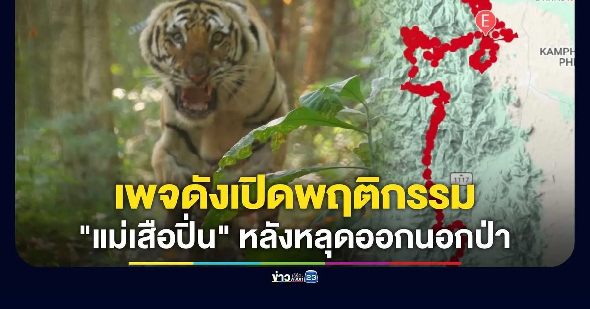 เพจวิจัยเผยพฤติกรรม "แม่ปิ่น" เสือโคร่งชรา