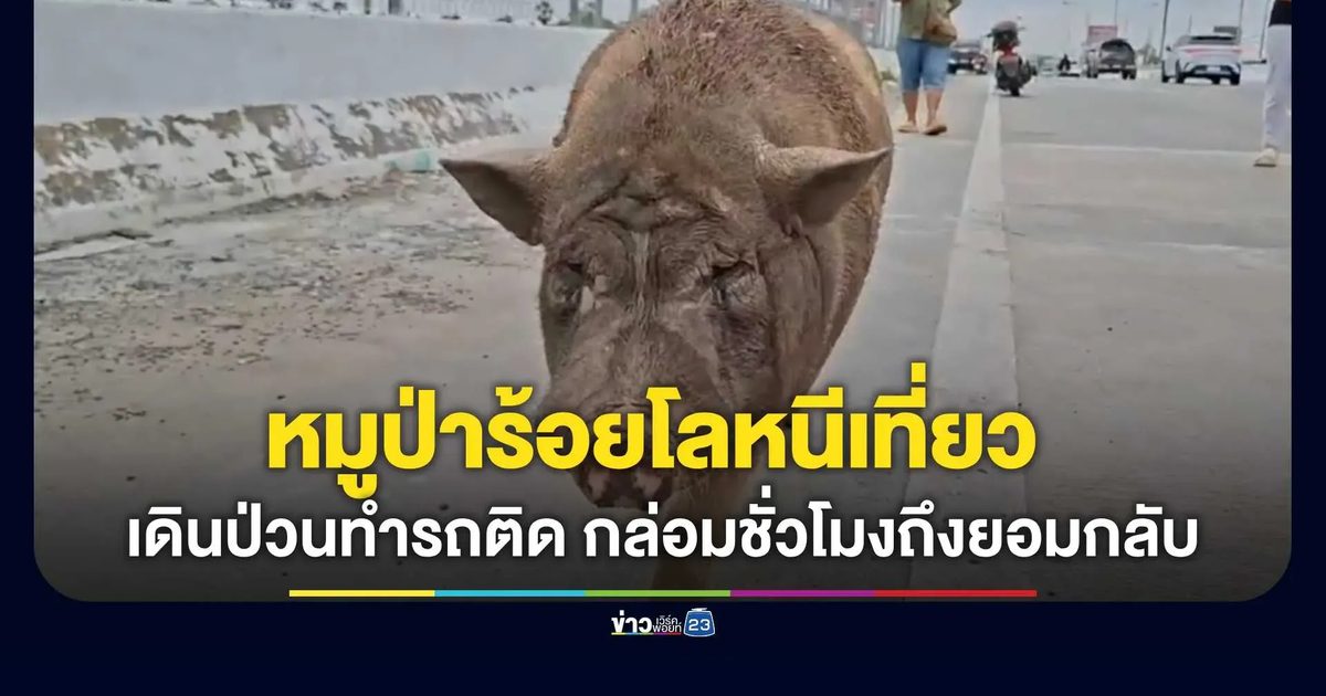 ภารกิจตามง้อ! “เจ้าเล็ก” หมูป่าร้อยโลหนีเที่ยว เดินป่วนบนสะพานข้ามแยกทำรถติด