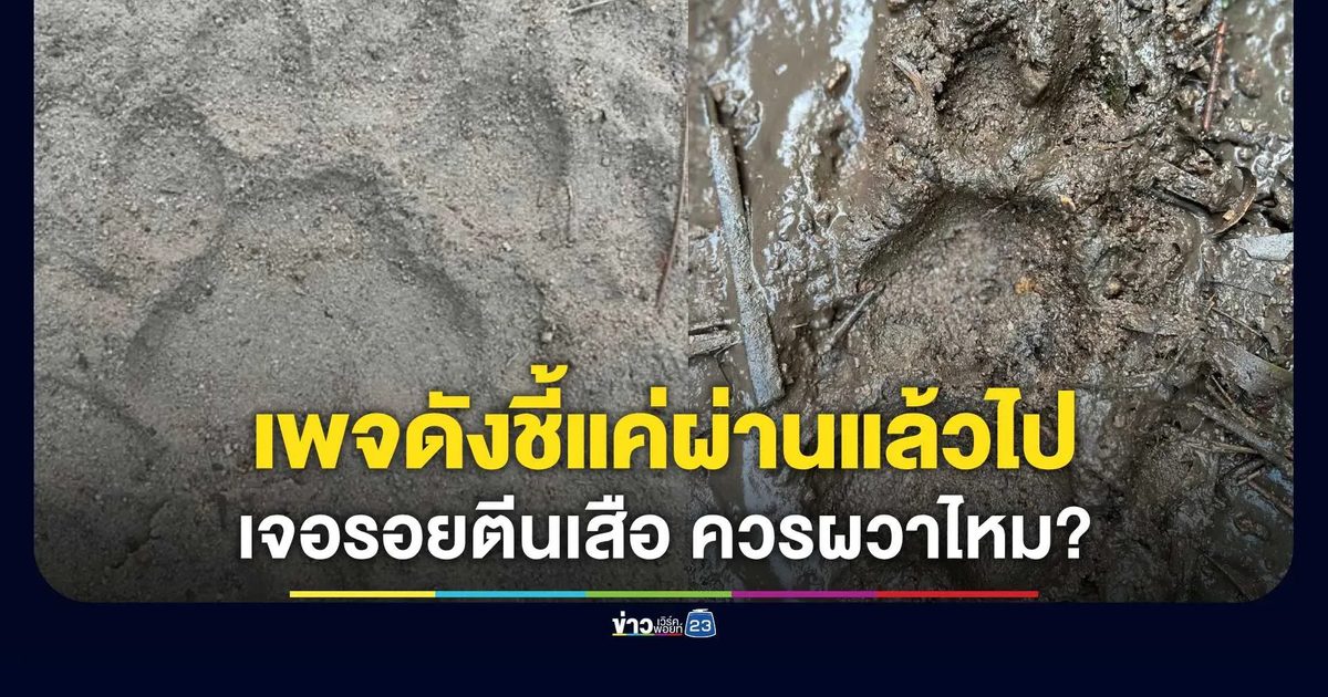 เจอ "รอยตีนเสือ" ชายป่า ควรผวาจริงหรือ?