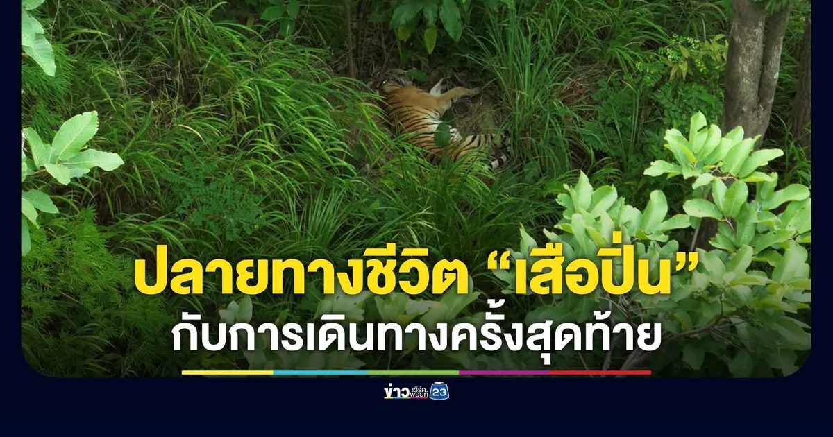 ปลายทางชีวิต “เสือปิ่น” เสือชราแห่งป่าตะวันตก