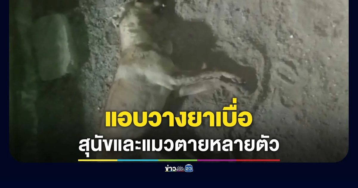 สะเทือนใจคนรักสัตว์! แอบวางยาเบื่อฆ่าสุนัขและแมวในหมู่บ้านตายหลายตัว