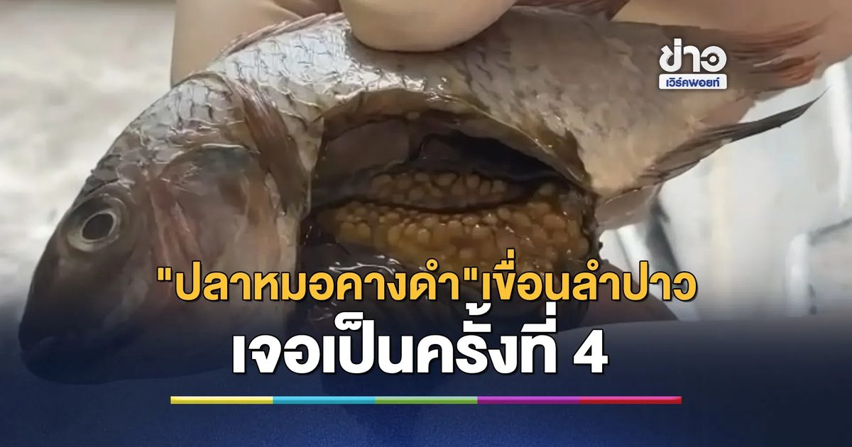 พบ"ปลาหมอคางดำ"ในเขื่อนลำปาวเป็นครั้งที่ 4