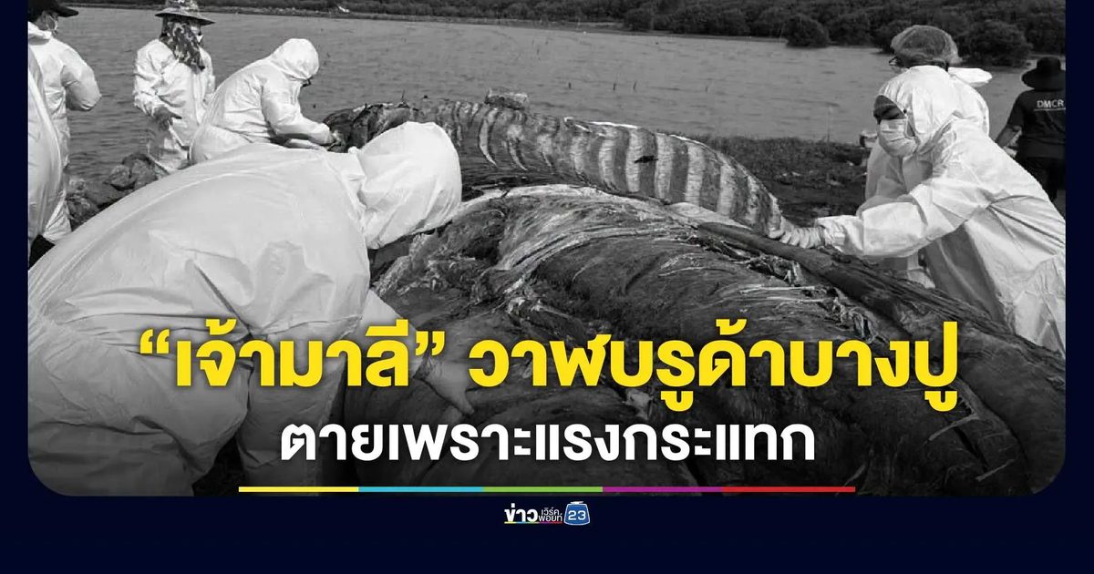 อาลัย “เจ้ามาลี” กรมทะเล เผยผลชันสูตรวาฬบรูด้าบางปูตายเพราะแรงกระแทก