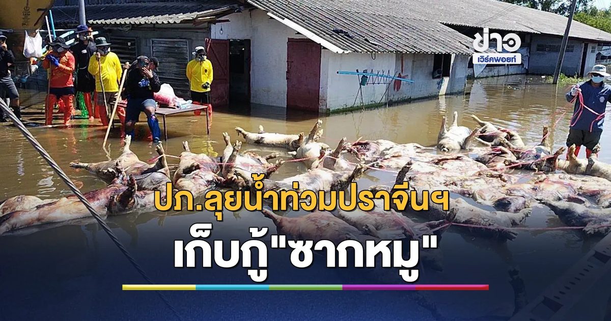 เดินหน้าเก็บกู้"ซากหมู"จำนวนมาก แก้ปัญหาน้ำเน่า - กลิ่นเหม็น