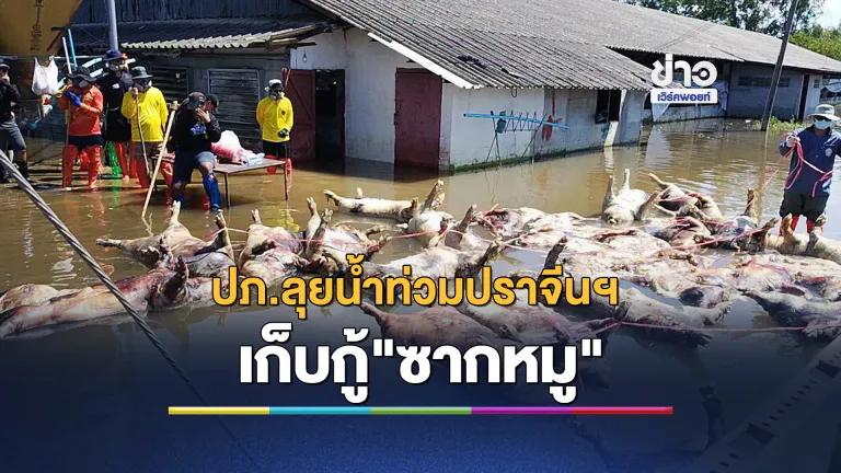 เดินหน้าเก็บกู้"ซากหมู"จำนวนมาก แก้ปัญหาน้ำเน่า - กลิ่นเหม็น