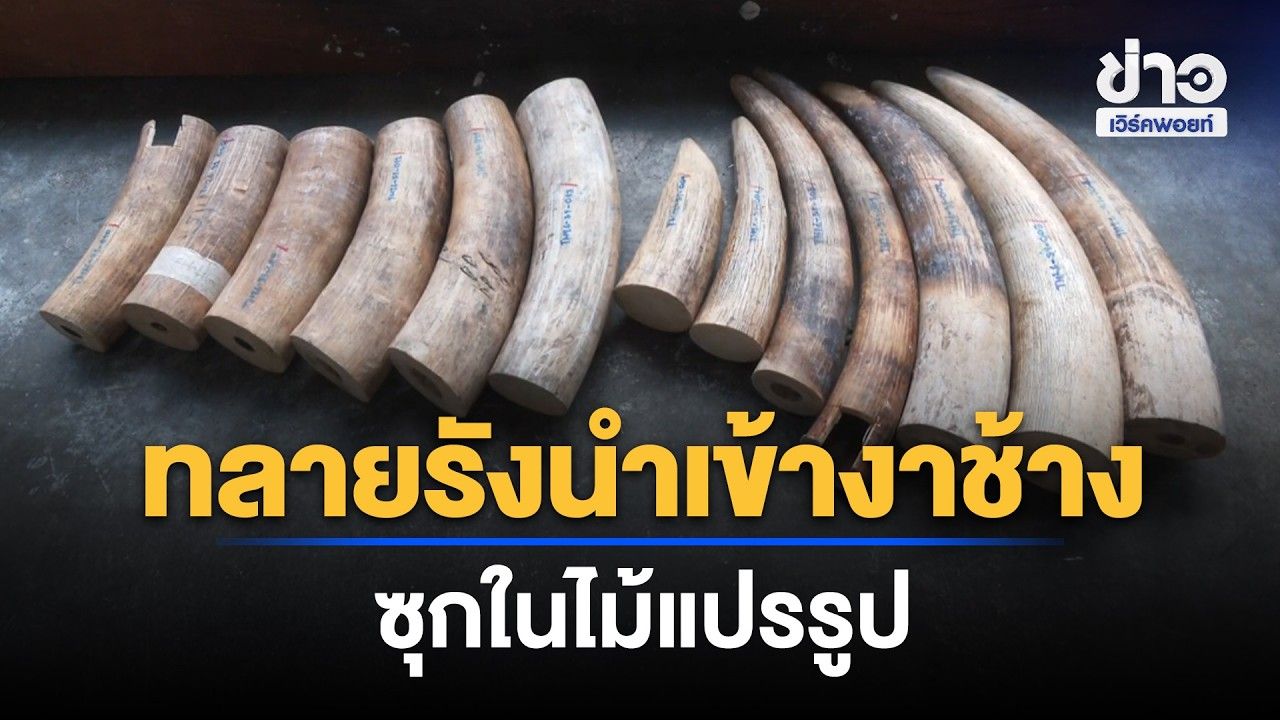 ทลายรังนำเข้างาช้างข้ามชาติ ซุกในไม้แปรรูป