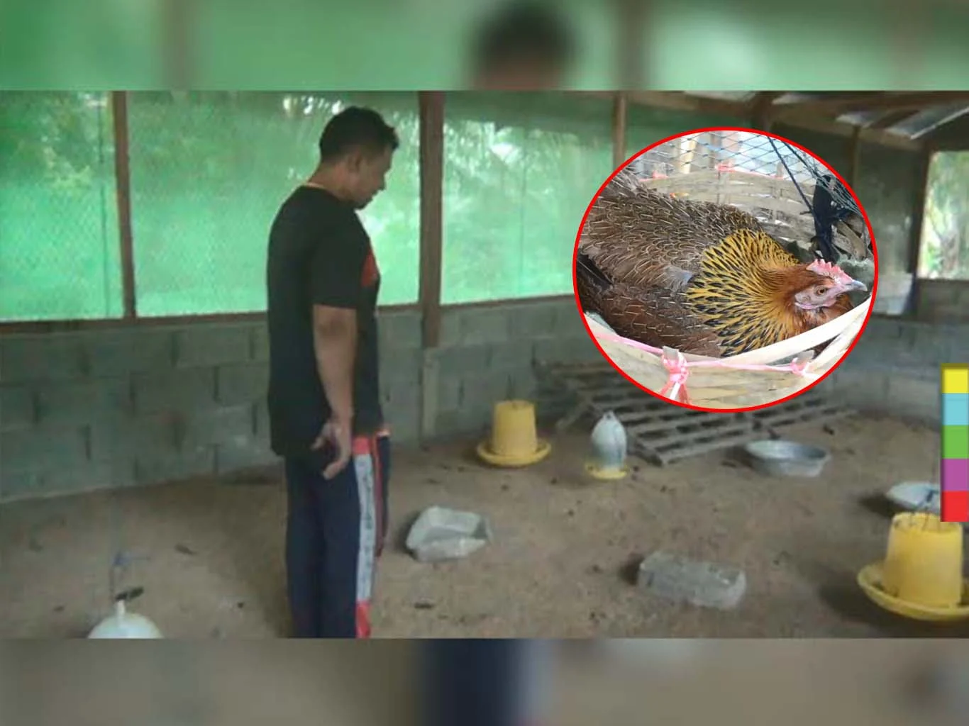 ปศุสัตว์กระบี่แจง ไก่ตายด้วยโรคหวัดหน้าบวม H5N1