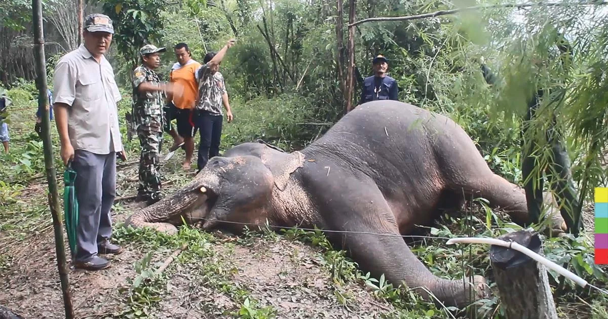 สลด ! ช้างป่าอายุ 20 ปี มีร่องรอยคล้ายถูกยิงรวม 8 จุด ตายในสวนยาง