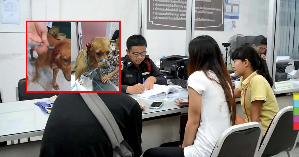 สาวโร่แจ้งความ สุนัขจรจัดถูกสุนัขมีเจ้าของกัดจนหูขาด แต่เจ้าของไม่รับผิดชอบ