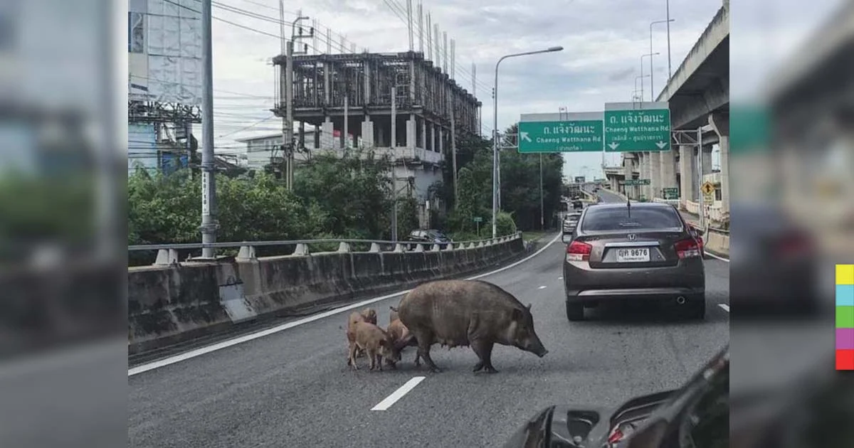 เดินตามกันชิลเลย ! ครอบครัวหมูป่า หลงทางอยู่บนทางด่วน