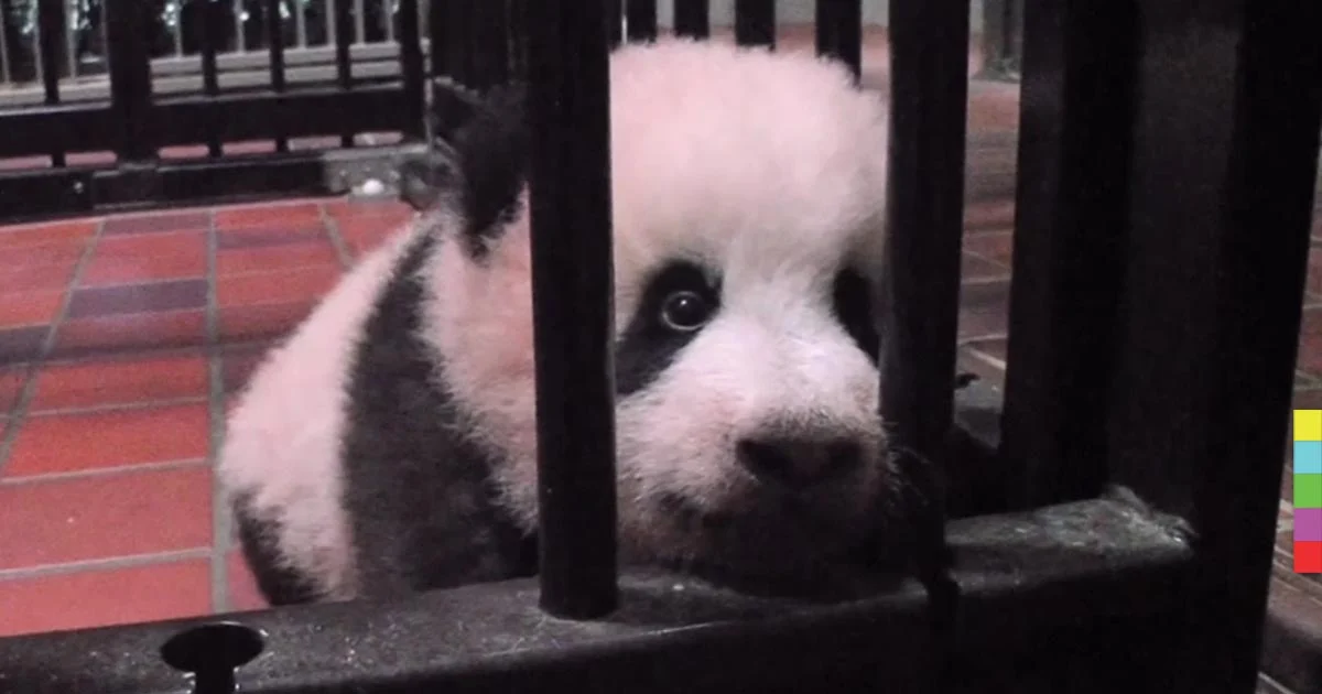น่ารักมาก ! “ชาง ชาง”แพนด้าน้อยขวัญใจชาวโตเกียว