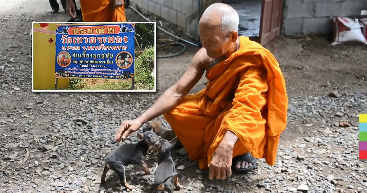 สุดแปลก ! วัดเมืองคอนตั้งฟาร์มรับเลี้ยงเจ้าตูบ ฝึกให้กินมังสวิรัติ