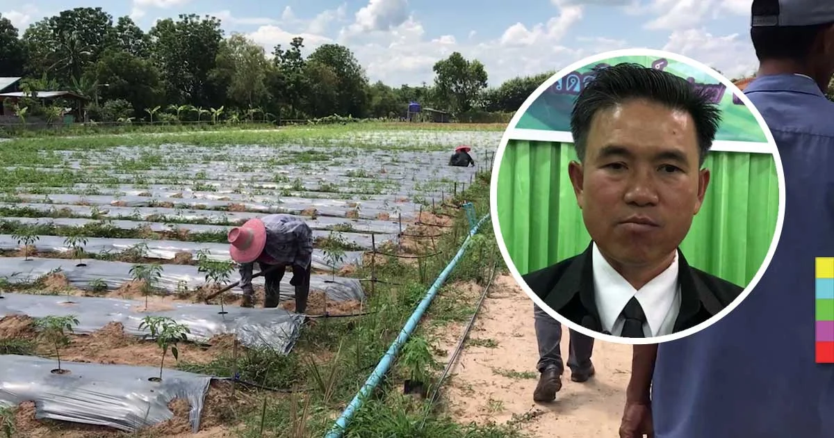 เกษตรจังหวัดสุรินทร์ลั่น ! โครงการ 9101 ไม่มีทุจริต