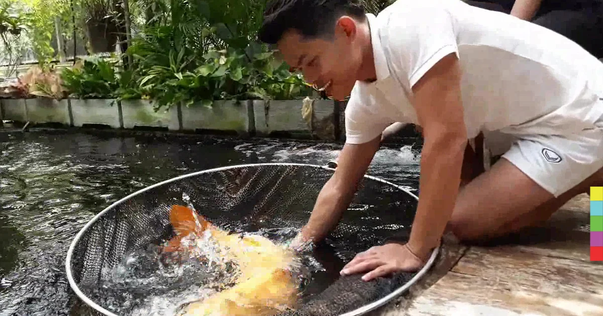 หนุ่มทุ่ม 1.5 ล้านซื้อปลาคาร์ฟตัวใหญ่สุดในเมืองไทย