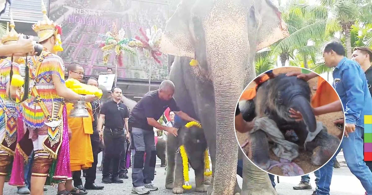 ตื่นตา ! นาทีกำเนิดลูกช้าง สวนนงนุชฉลองยิ่งใหญ่ เชือกที่ 12 ในรอบปี