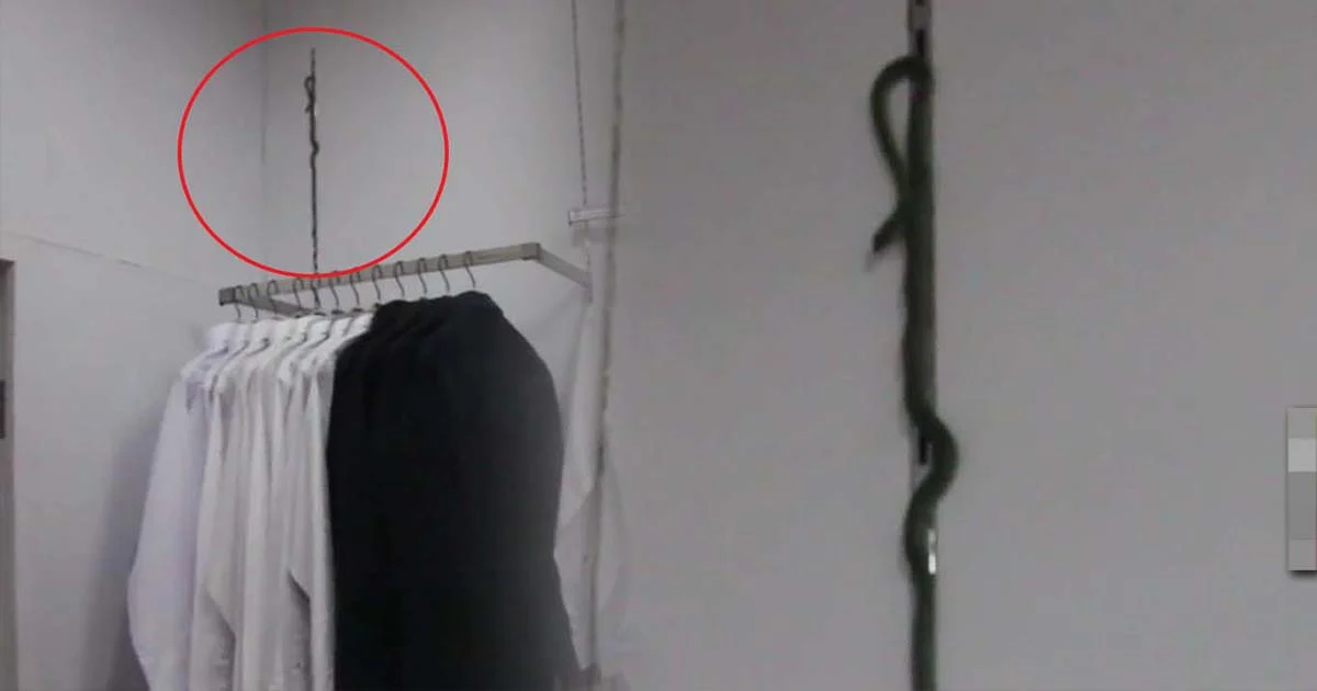 แตกตื่นทั้งห้าง ! “งูเขียวหางไหม้” โผล่ผนังห้องลองเสื้อห้างดัง เมืองระยอง
