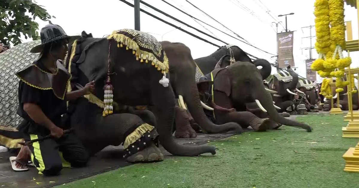 ช้างแฝดแสนรู้คู่แรกของโลก กราบถวายอาลัยในหลวง ร.9