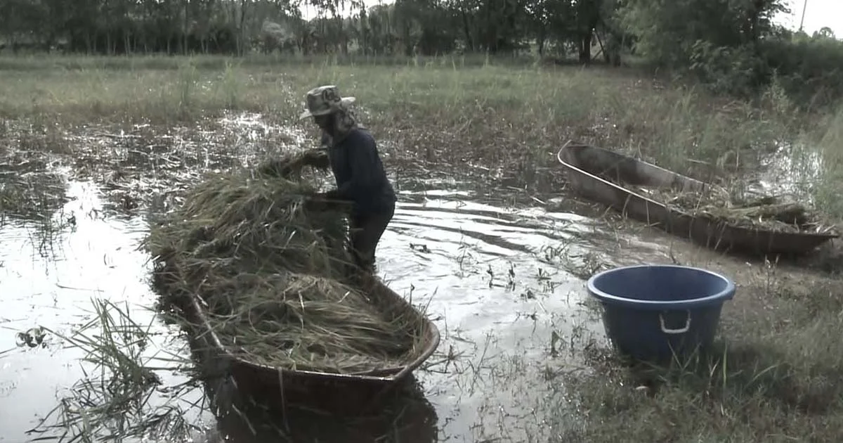 ชาวนาโคราชเดือดร้อนหนัก เร่งเกี่ยวข้าวนาปีใส่เรือท้องแบนหนีน้ำท่วม