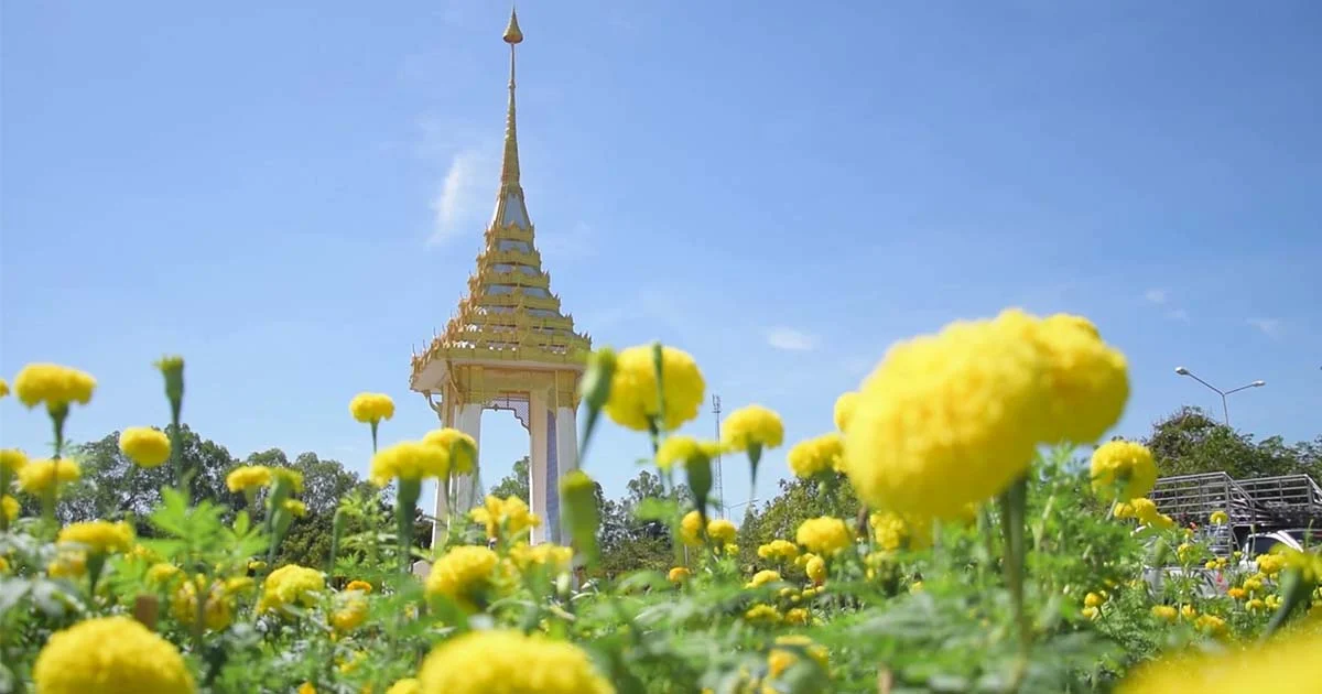 เร่งนำดอกดาวเรือง 5 หมื่นต้น ตกแต่งพระเมรุมาศจำลองที่ จ.อำนาจเจริญ
