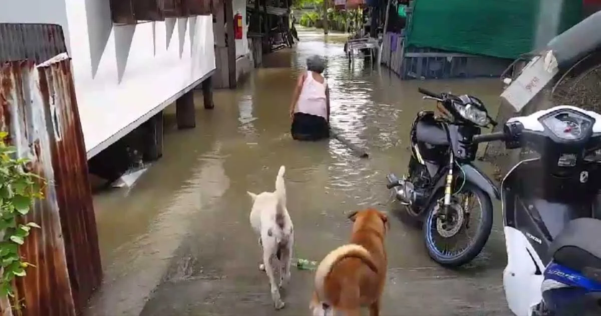 “เกาะเกร็ด” น้ำเริ่มท่วมขัง หลังระดับน้ำเจ้าพระยาสูงขึ้น