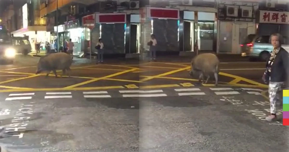 หมูป่าเดินป้วนเปี้ยน กลางเมืองฮ่องกง