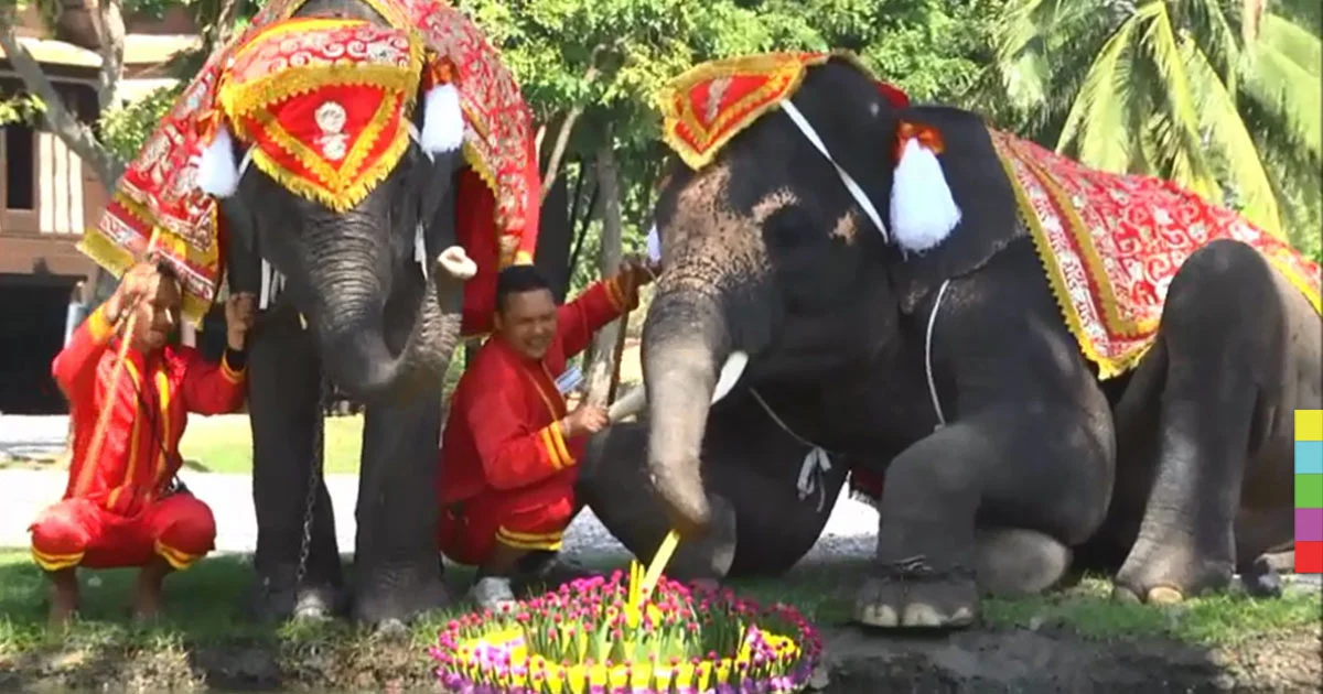 วังช้างอยุธยานำช้างแสนรู้ร่วม ‘ลอยกระทงยักษ์’ สืบสานประเพณีไทย
