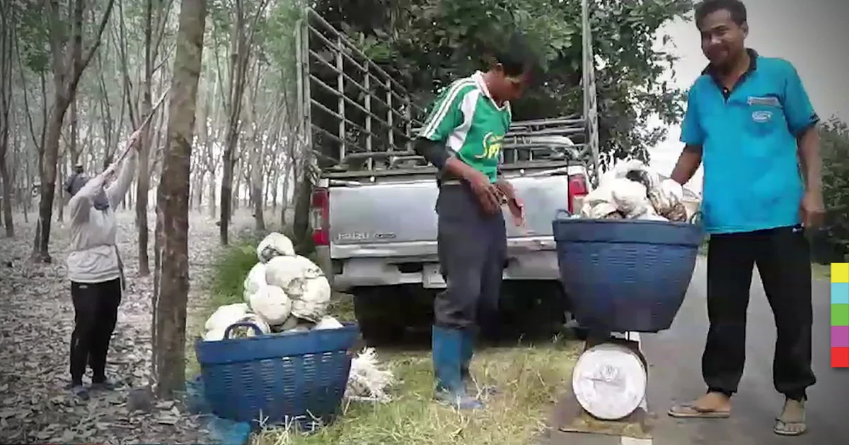 ลุงตู่ช่วยด้วย!! ยางพาราราคาตก ชาวสุรินทร์หวั่นต้องเลิกอาชีพ