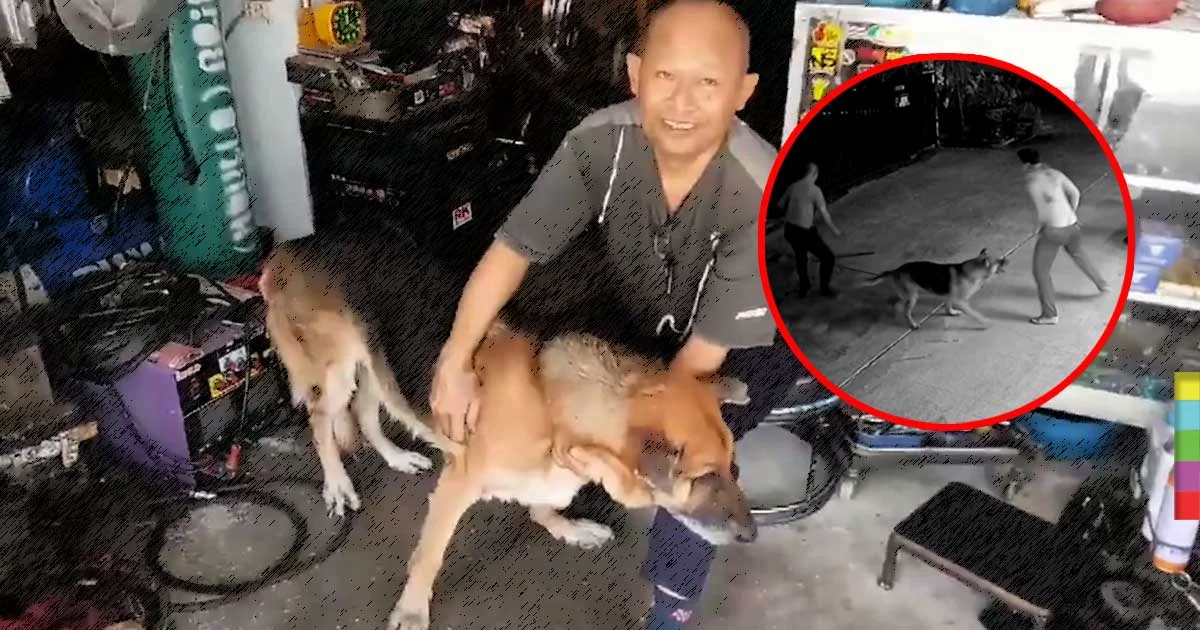 หมากตัญญู ! สู้แทนเจ้าของ หลังถูกวัยรุ่นฟาดไม่ยั้ง