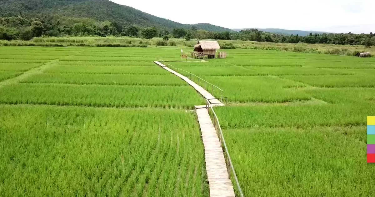 นทท.แห่เซลฟี่กระท่อมไม้ไผ่กลางทุ่งนา-ซูตองเป้เชียงใหม่คึกคัก