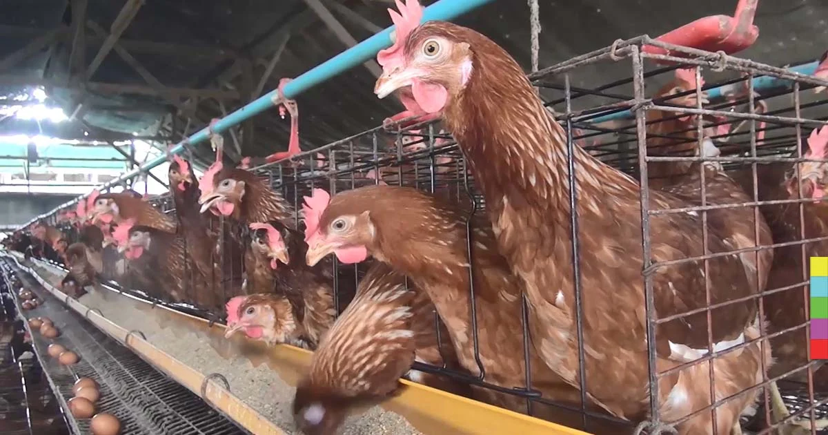 เจ้าของฟาร์มไก่ไข่เฮ หน้าฝนอากาศเย็นไก่ไข่เพิ่ม