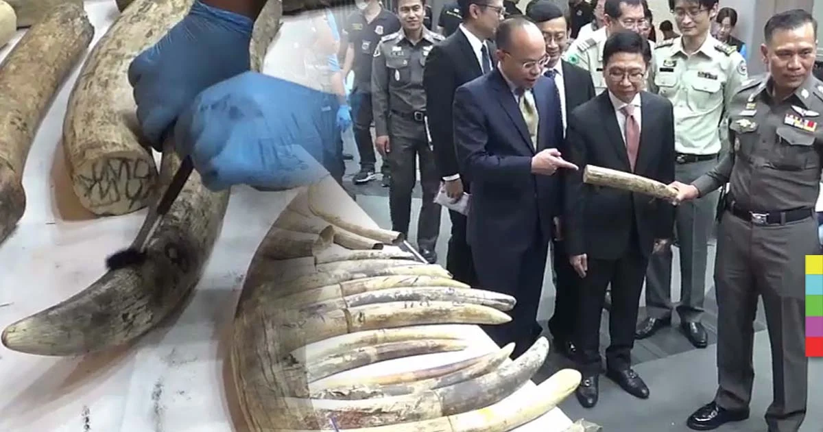 ยึดงาช้างค่ามหาศาล ! ส่งพัสดุมาสุวรรณภูมิ สำแดงเป็นกระเพาะปลา