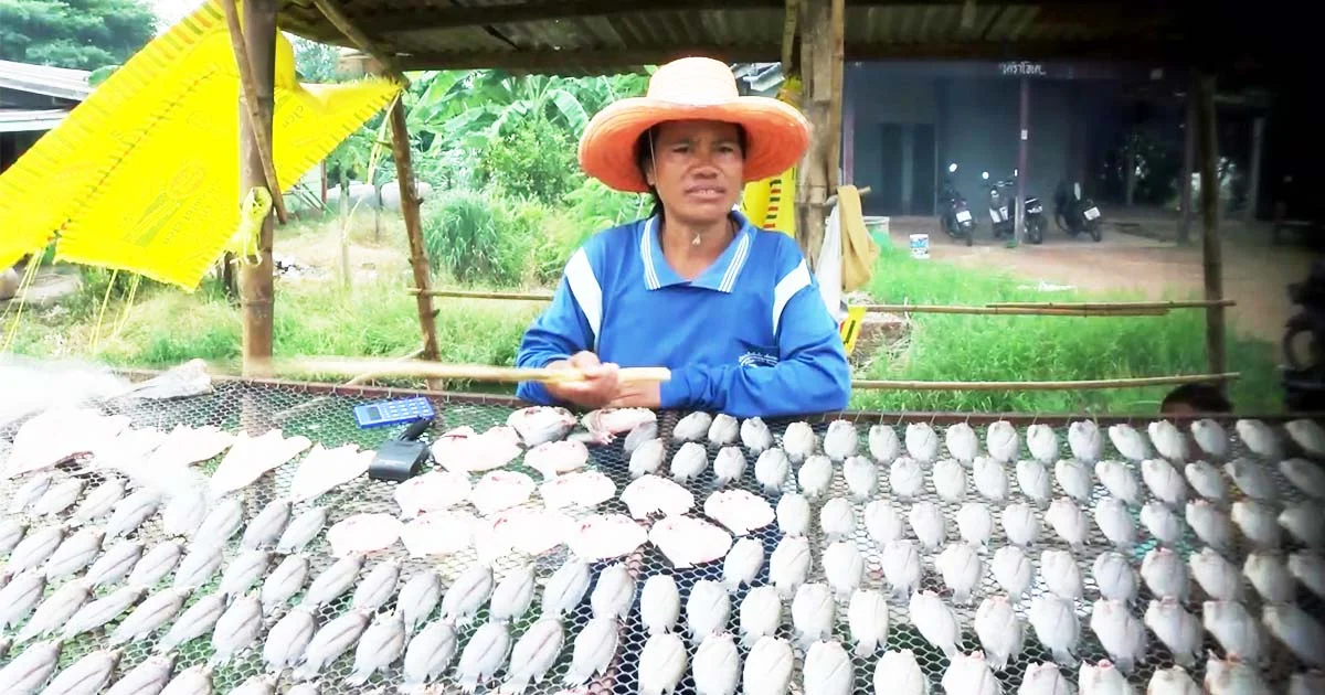 น้ำท่วมหนัก พลิกวิกฤติกลายเป็นโอกาส จับปลาขายรายได้งาม