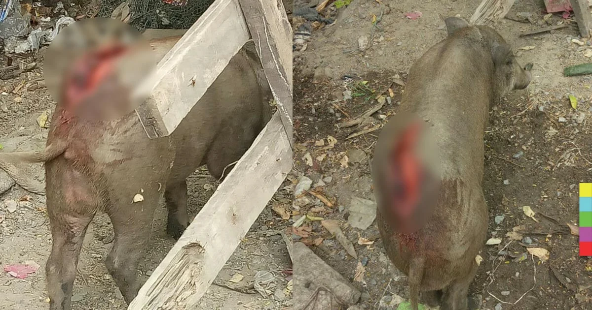 ขี้เมาฟัน “หมูป่าขึ้นทางด่วน” แผลเหวอะ หวังไปเป็นกับแกล้ม