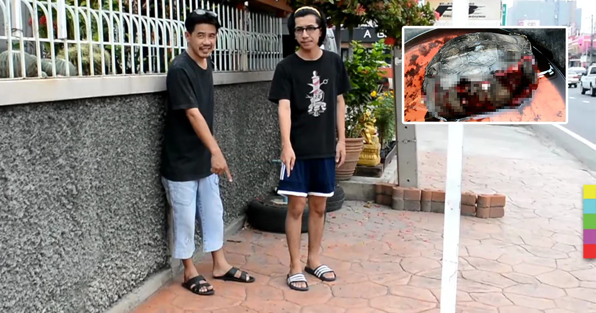 พบเต่ากระดองแตก คาดถูกรถทับ พลเมืองดีรีบนำส่งหมอ พร้อมตั้งชื่อ “เจ้าบุญมี”
