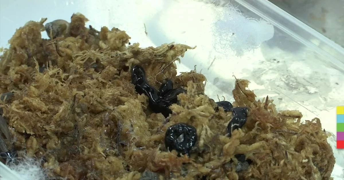 ทส. เผยกรมวิชาการเกษตรเป็นเจ้าภาพพิสูจน์ “หนอนตัวแบนนิวกินี”