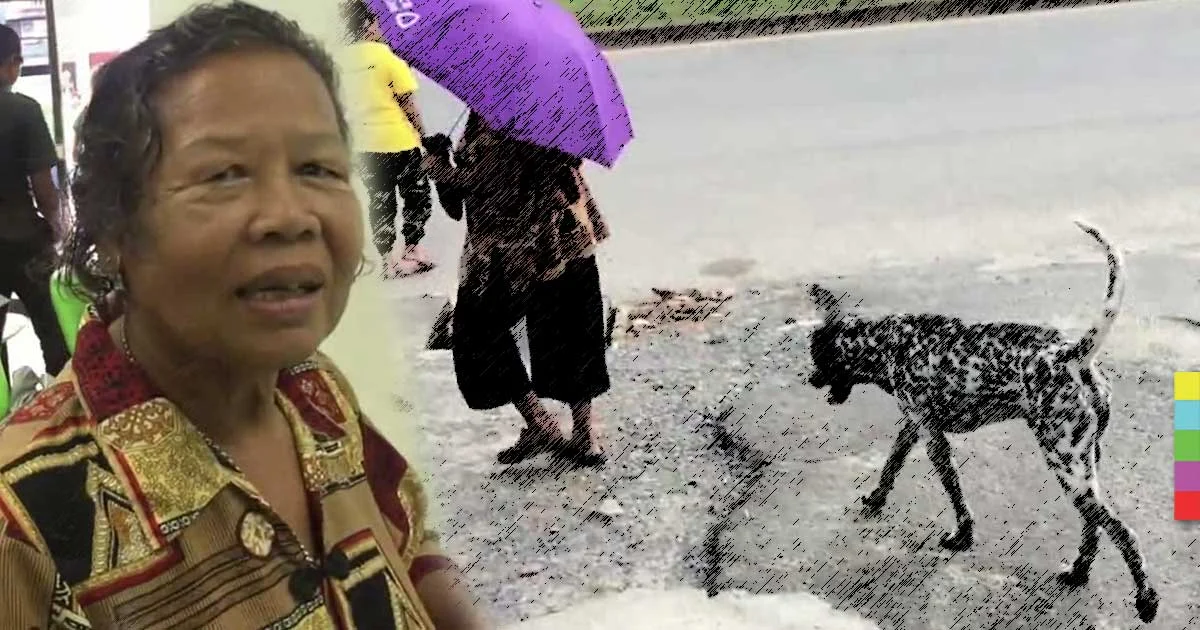 เจ้าตูบแสนรู้ ห่วงคุณยาย เผยติดตามตลอดทุกย่างก้าว
