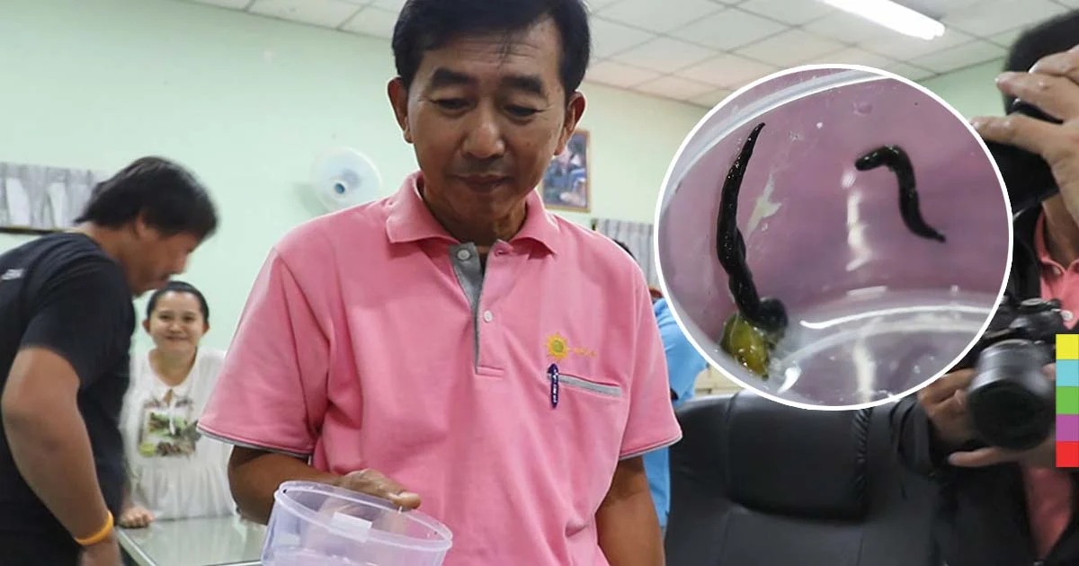 เกษตรกรจันทบุรี พบหนอนตัวแบน ลักษณะคล้ายหนอนนิวกีนี